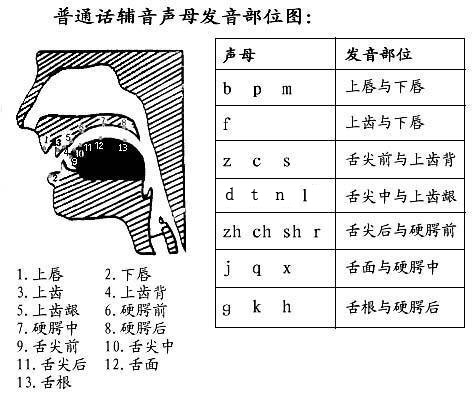 發音部位