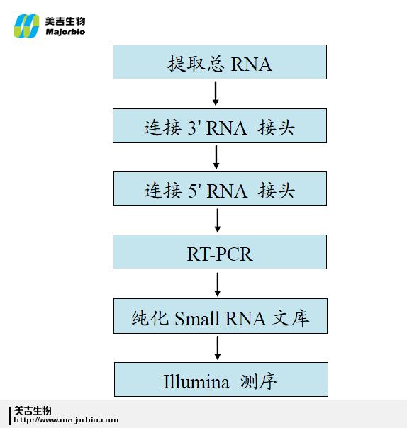 small RNA