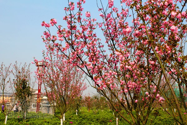 "赣县区樱花公园"位於赣州市赣县区城南新区,贡水之滨,东起赣县汶潭