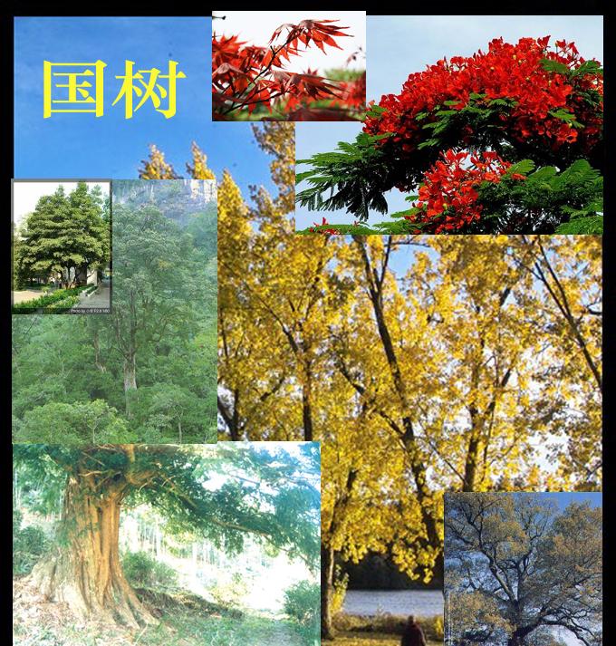 国树:国树-各国国树,中国国树:银杏,_中文百科全书