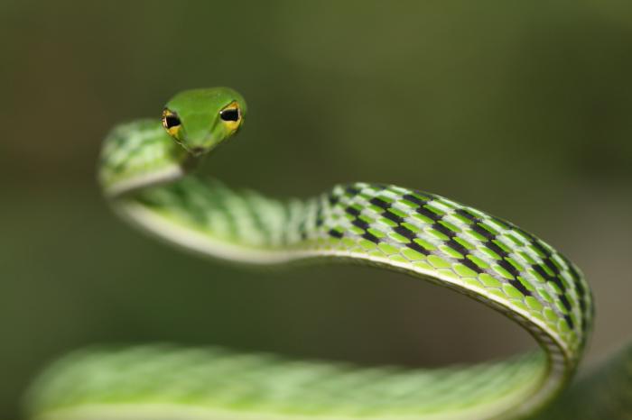 瘦蛇的基本颜色是绿色,但也有一些品种呈黄色,橙色,灰色及棕色.