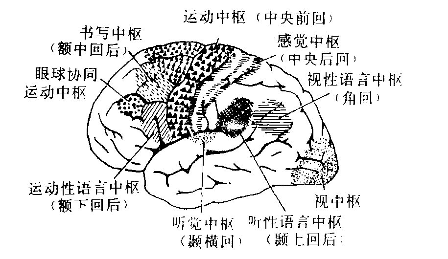 圖1 大腦半球的外側面