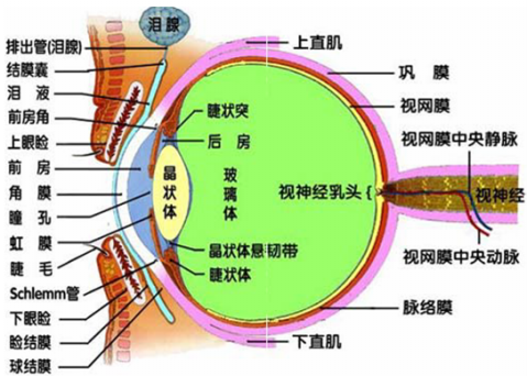 b:睫状小带:由睫状体前部向内侧发出,与晶状体相连,可通过其拉紧或