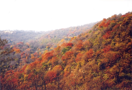 布金山