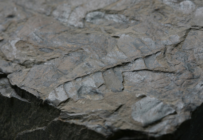 植物化石10