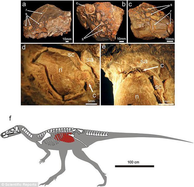 Isaberrysaura mollensis