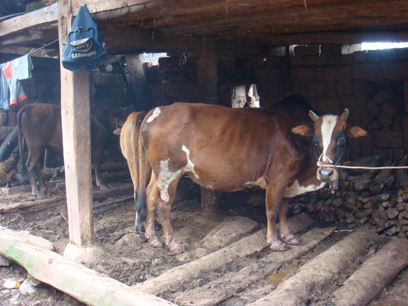 馬崩上村自然村