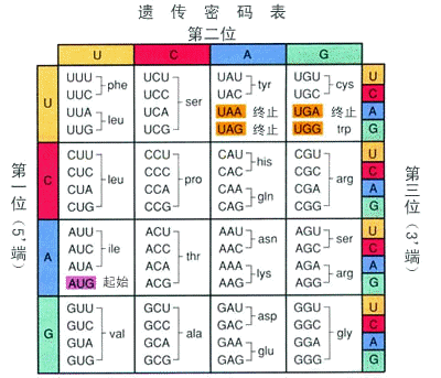 基因密碼錶