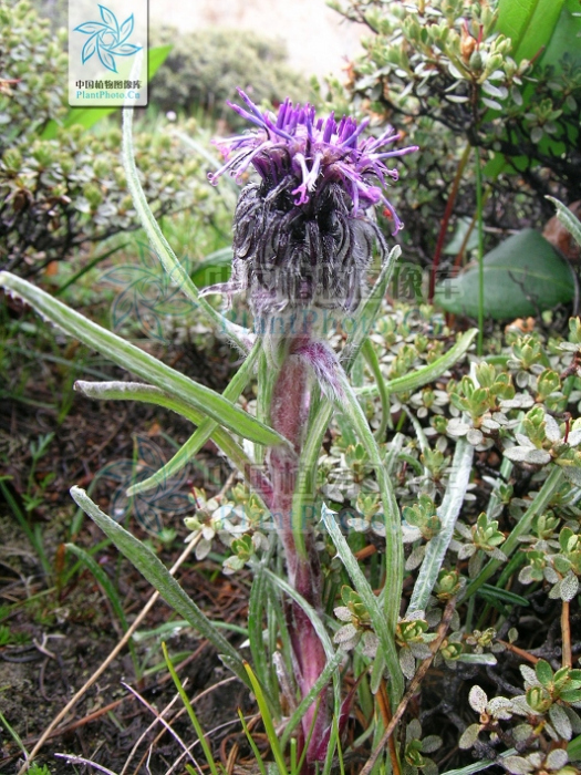 帶葉風毛菊