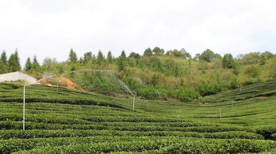 雲龍茶