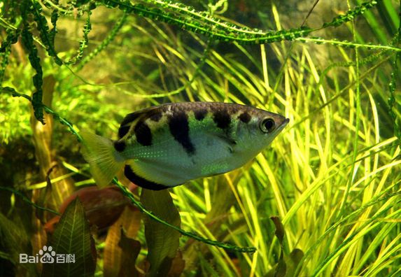 小鱗射水魚