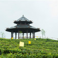 九龍山貢茶園