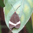 野茶帶錦斑蛾