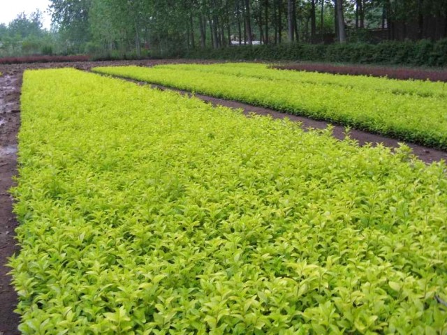 黃素梅(華東師範大學教授)