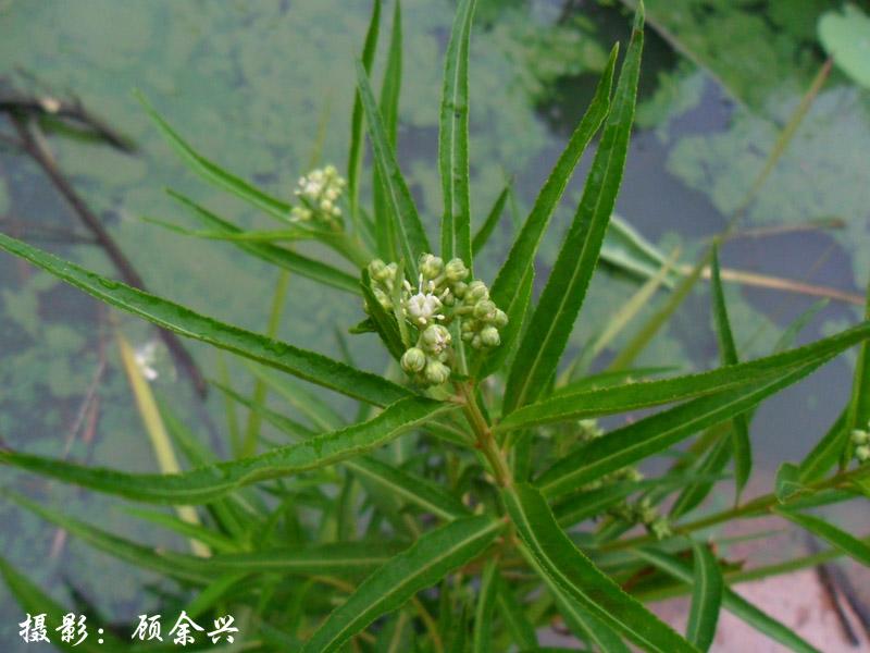 水澤蘭（扯根菜）