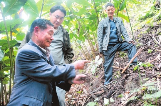 高德榮指導獨龍族民眾種植中草藥