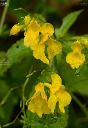 粗莖鳳仙花