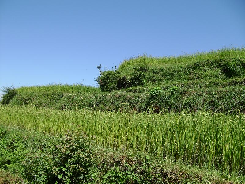 包穀垴村種植業