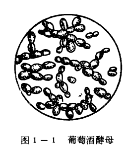 果酒酵母