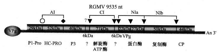 黑麥草花葉病毒的基因組及其產物