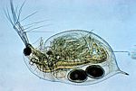 溞屬(Daphnia)動物水蚤(約放大30倍)