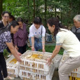 壹基金成都震區貧困母親愛心互助養殖項目