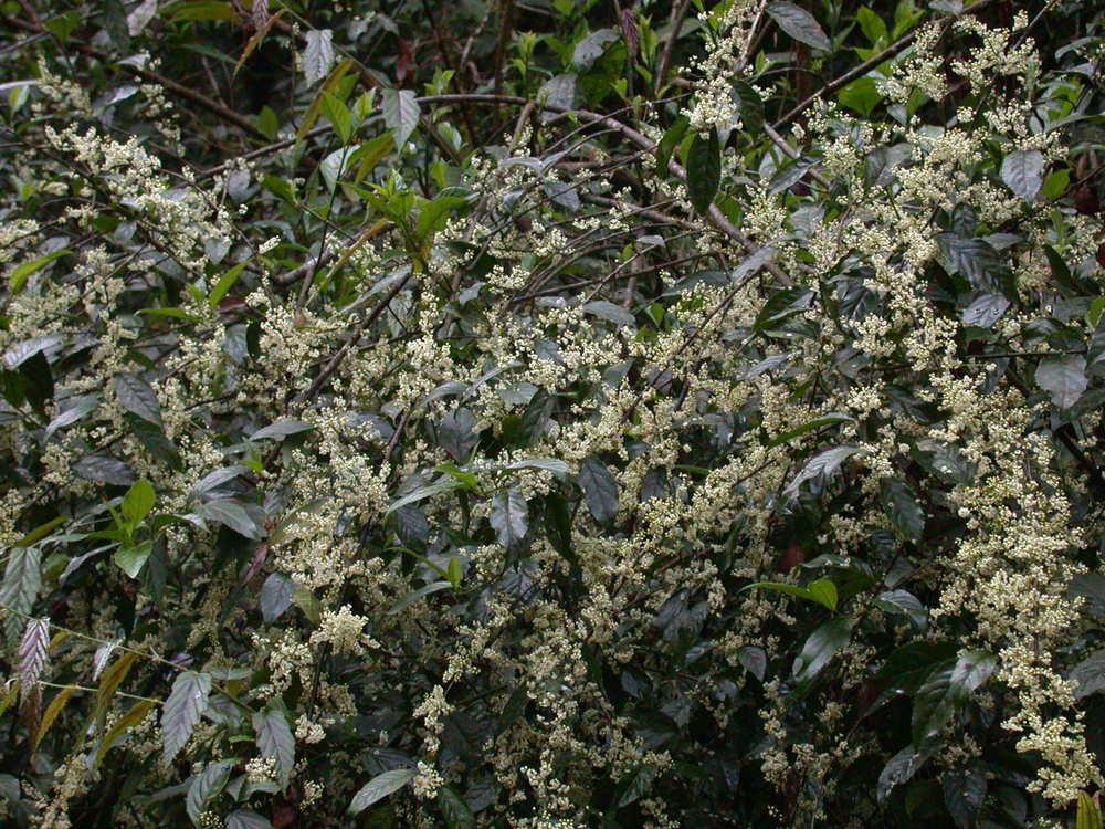 台灣山桂花