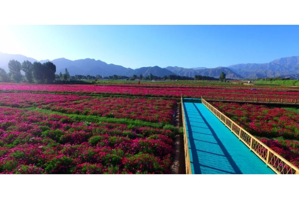 七彩花田·千畝花海生態觀賞景區