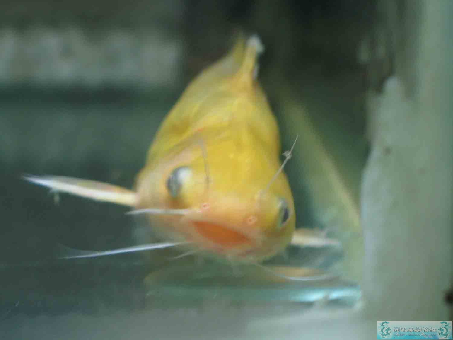 黃顙魚