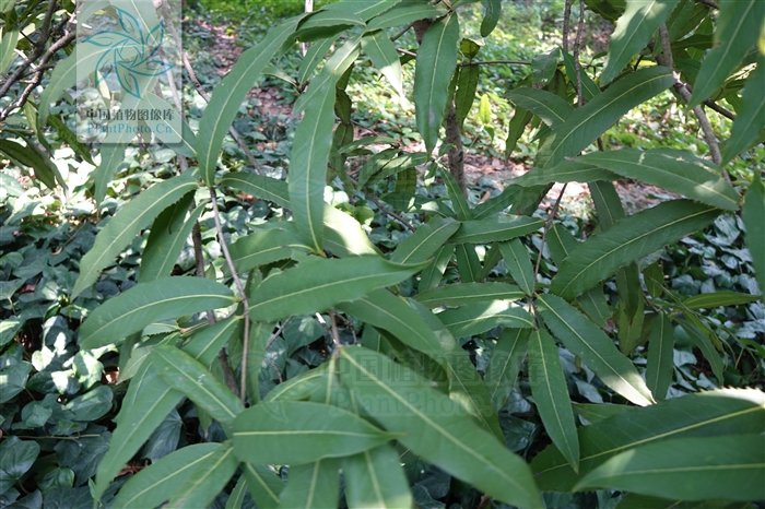 長葉木犀（變種）