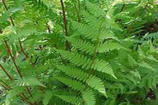 Athyrium filix-femina