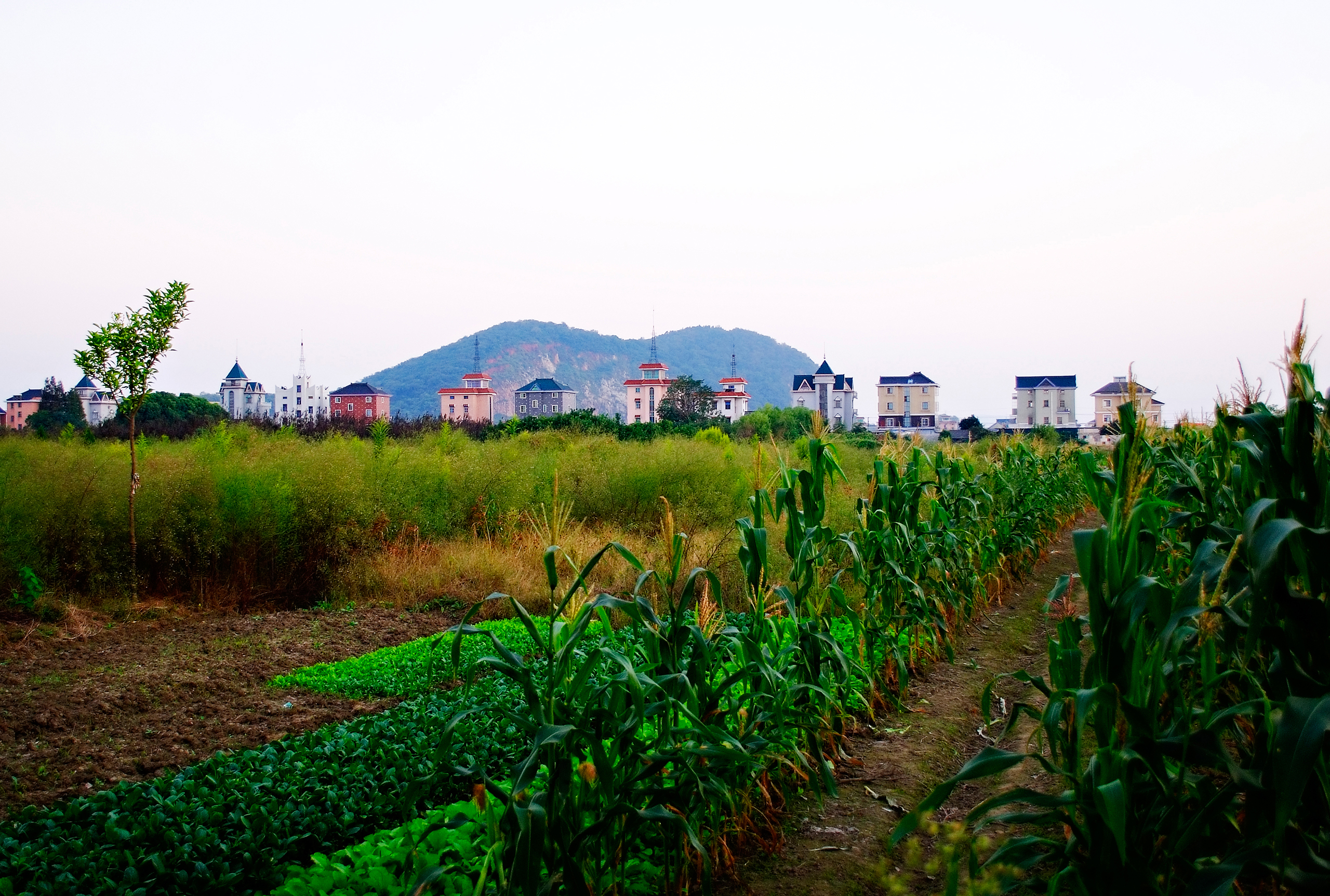 中國新農村