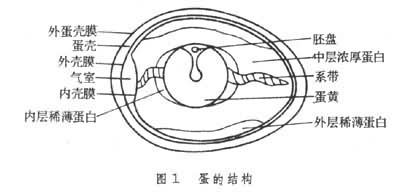 蛋和蛋製品