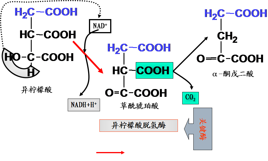 氧化脫羧