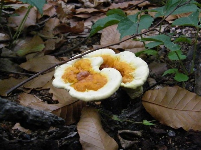 靈芝栽培技術