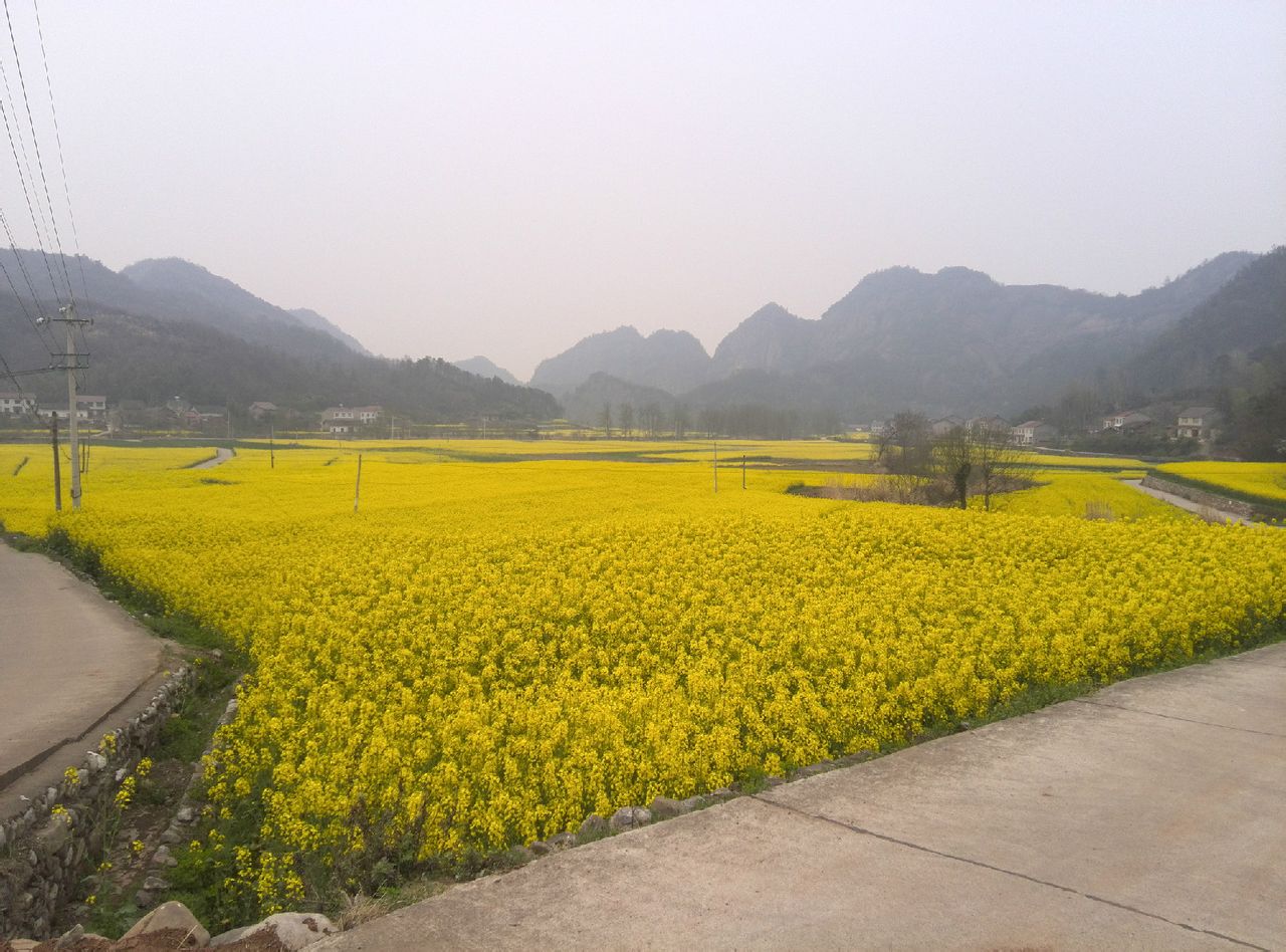 遠安油菜花節