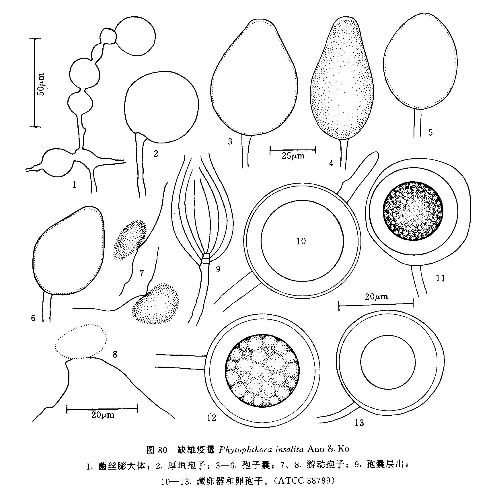 缺雄疫霉