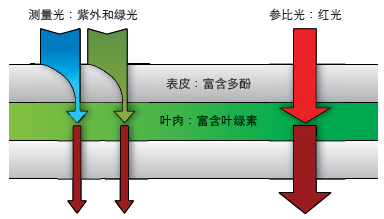 Dualex葉綠素測量原理