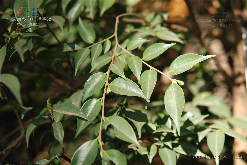 川滇連蕊茶