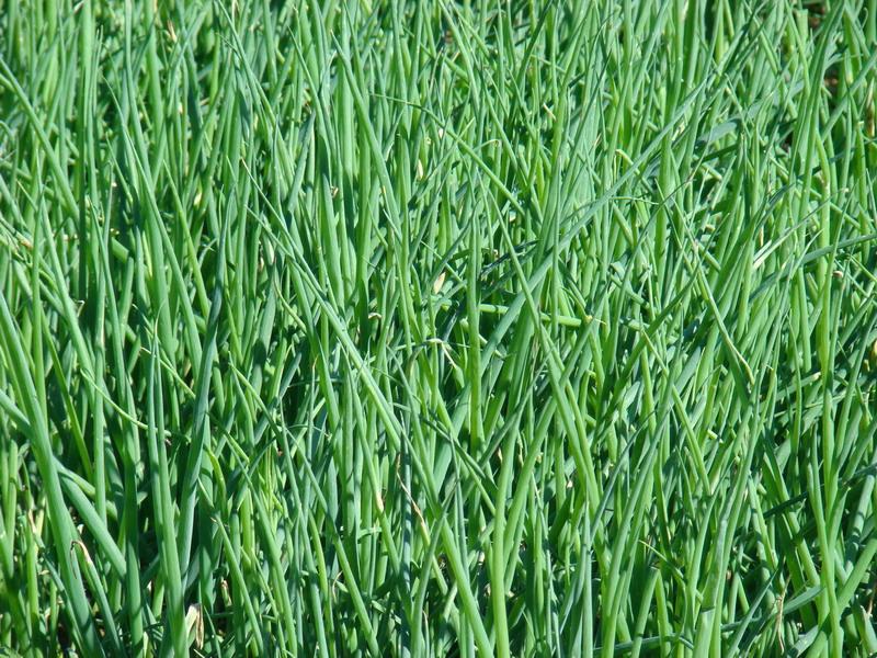 土官水坡頭自然村蔬菜種植業