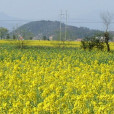 黃岡村