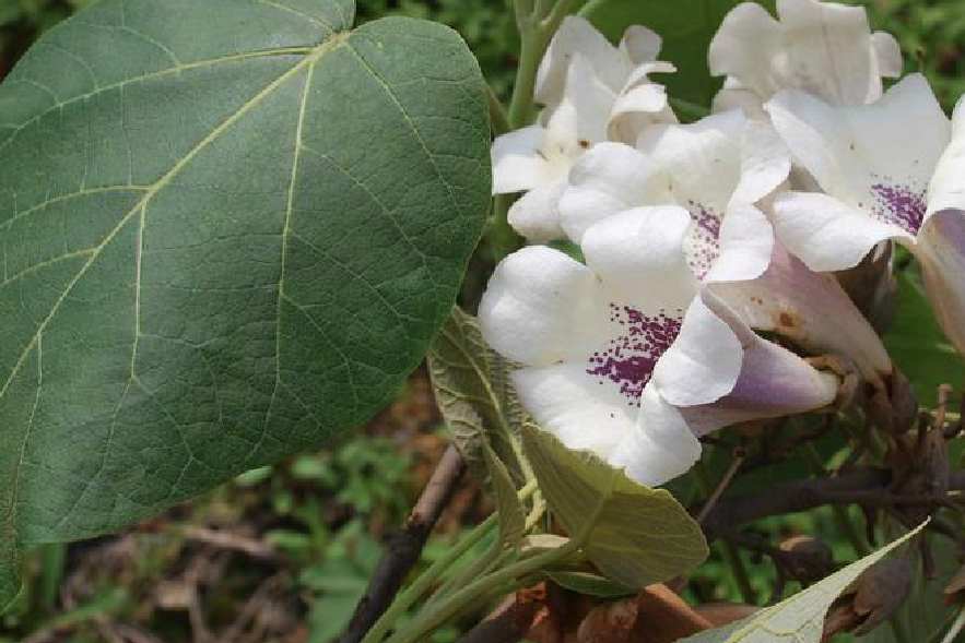 白花泡桐家系6號