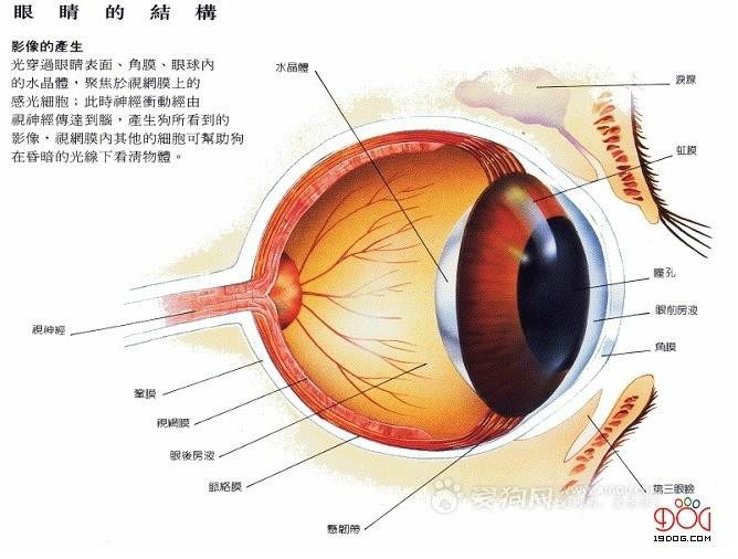 狗(小狗（動物）)