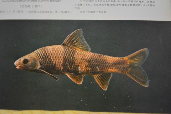 華魚泉