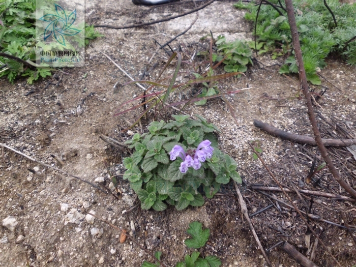 縮莖（變種）