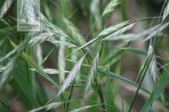 黔草3號扁穗雀麥