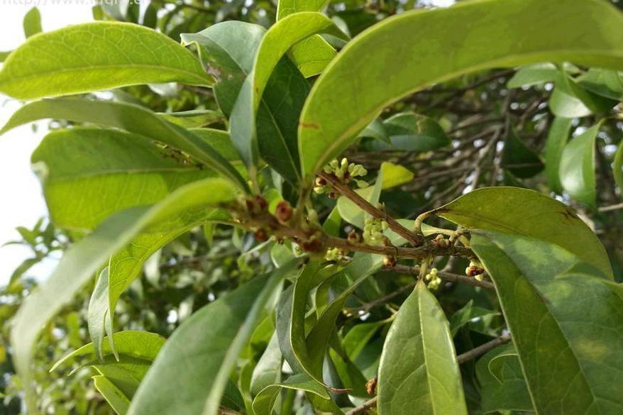 桂花黃山學院1號