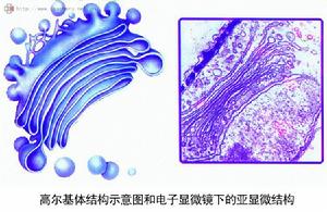 高爾基體(高爾基器)