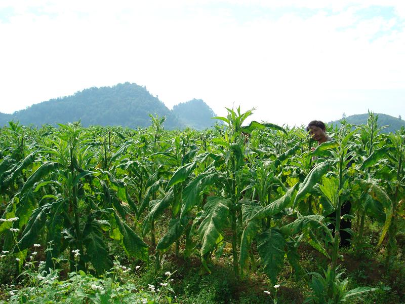 馬白易自然村烤菸種植業