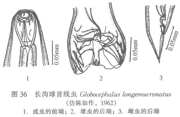 長溝球首線蟲